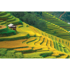 Tranh xếp hình 2035 mảnh:  2035-016 RUỘNG BẬC THANG MÙ CANG CHẢI