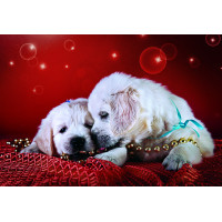 247-072 Nương tựa